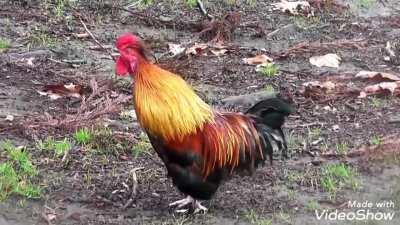 Denizli Rooster | this is the longest crowing rooster in the world | thousands of rooster species around the world will crow for 5 seconds at most. But Denizli Rooster is the only rooster that crows for more than 17 seconds.
