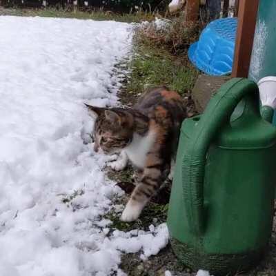 Kitten's first snow day