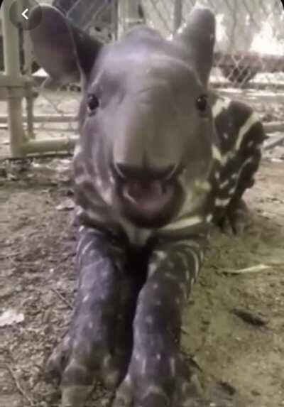 A baby Tapir! 💕