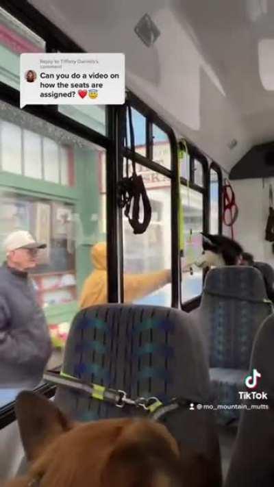 Dog walker picks up her clients on a bus