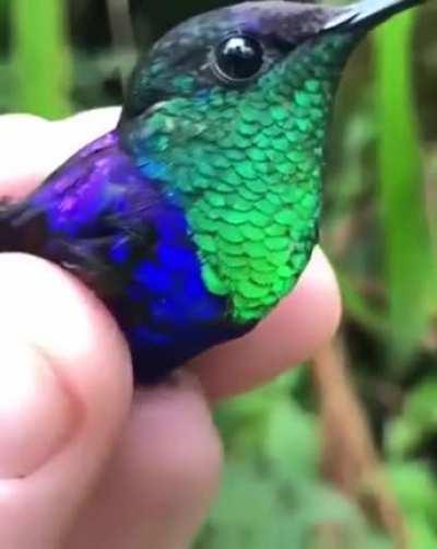 Cute little hummingbirds