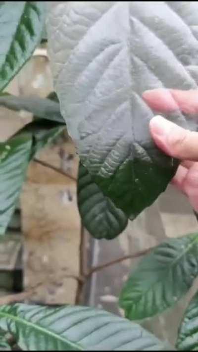 Peeling off a layer of ice on a leaf