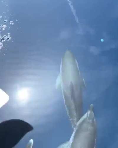 Graceful dolphins swimming in calm waters