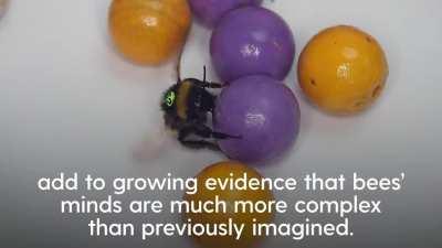 New study reveals that bumblebees will roll wooden balls for seemingly no other reason than fun, becoming the first insect known to 'play'