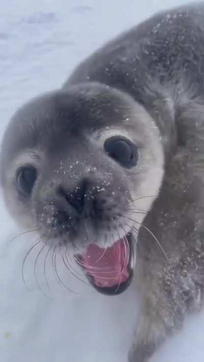 Seal pup vocalization