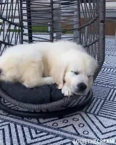 Golden Puppy Loves His Swing Chair