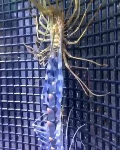 A centipede moulting its exoskeleton