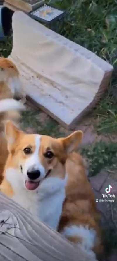 3 generations of corgis with tails 😍