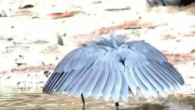 A black heron using its wings like an umbrella, creating shade to attract fish, a behavior known as canopy feeding.