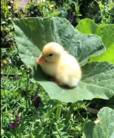 Baby duck on the pumpkin leaf to brighten up your day