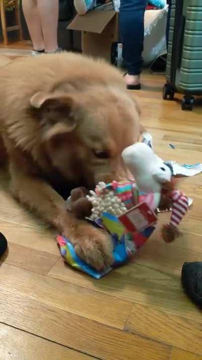 My grandma trains her dogs to open presents gently and it's the most adorable thing I've seen this year