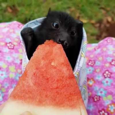 Bat tastes watermelon for the first time