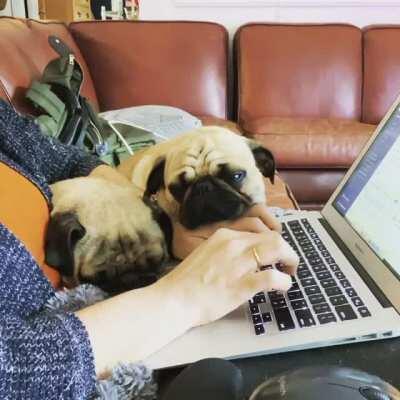 Working from home with pugs.