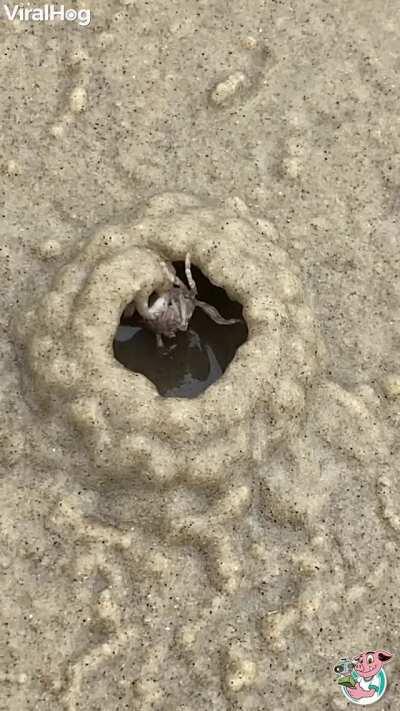 🔥 Crab works fast to build shelter on a beach