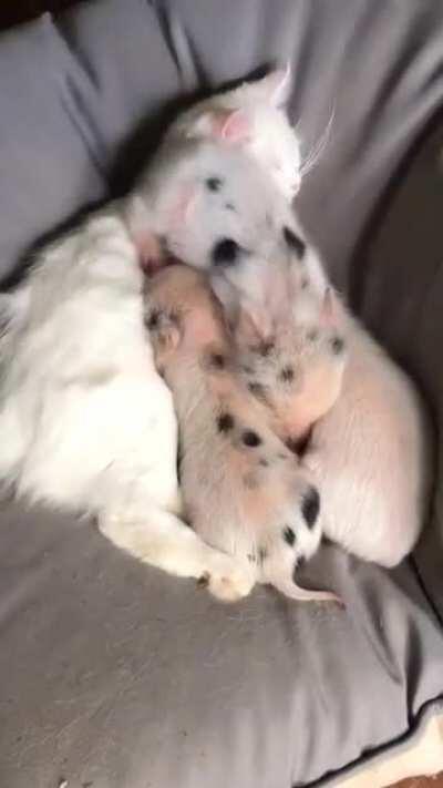 3 pigs and a cat pillow