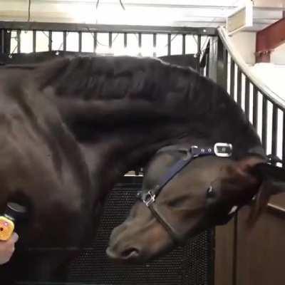 Horse doesn’t know how to handle a massage gun