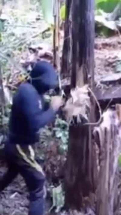 This guy knocks down a tree with his bare hands.