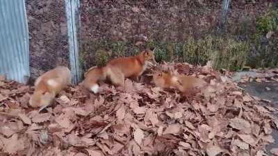 Playing in the Leaves