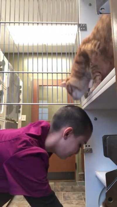 Our vet clinic cat Bob greets me like this every morning when I let him out for the day. He knows how to open doors so we have to keep him in a cage overnight, or else he will eat the fish in our fishbowls! Best part of my mornings.