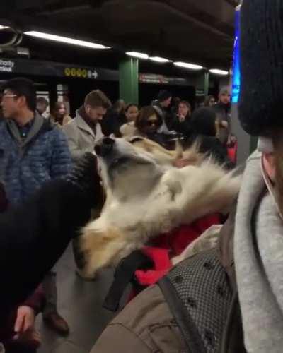 Goodest dog likes to go on the subway :)