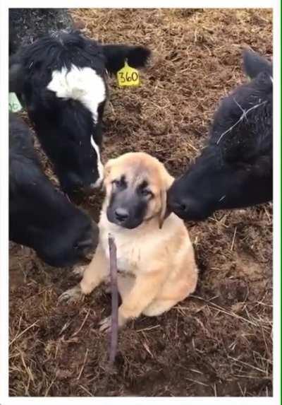 When the cows lick your tiny puppa.