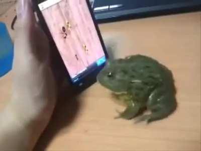 Gamer frog