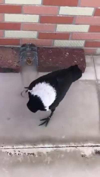 🔥Smart Crow