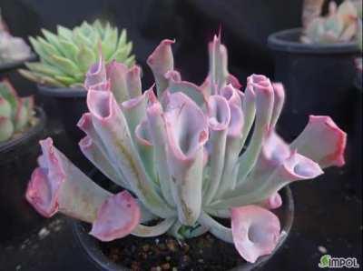 What if the Echeveria ‘Trumpet Pinky’ could play itself?