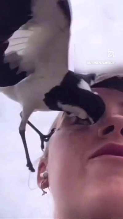 🐦: Fuck I missed!