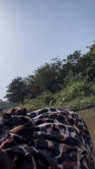 Floating in the river. Ukpor, Nigeria