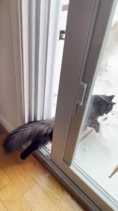 Cat vs Cold