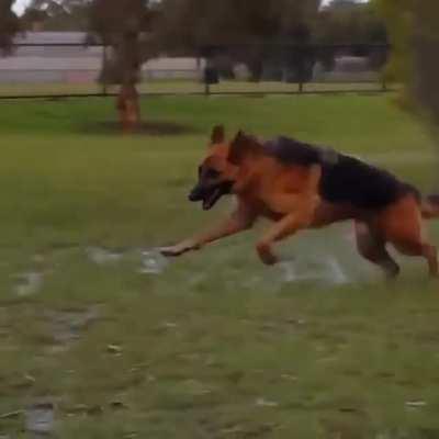 Heckin fun puddle zoomies