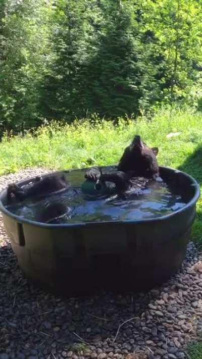 🔥 Bear relaxing and taking a bath 🔥