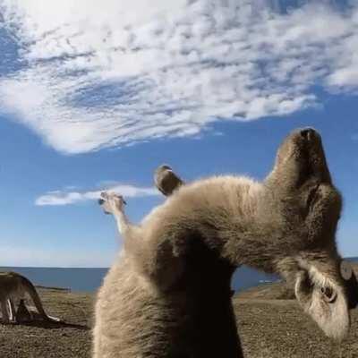 🔥 This kangaroo is loving life