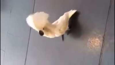 Bird teaches self to bark like a dog (sorry the videos sideways)