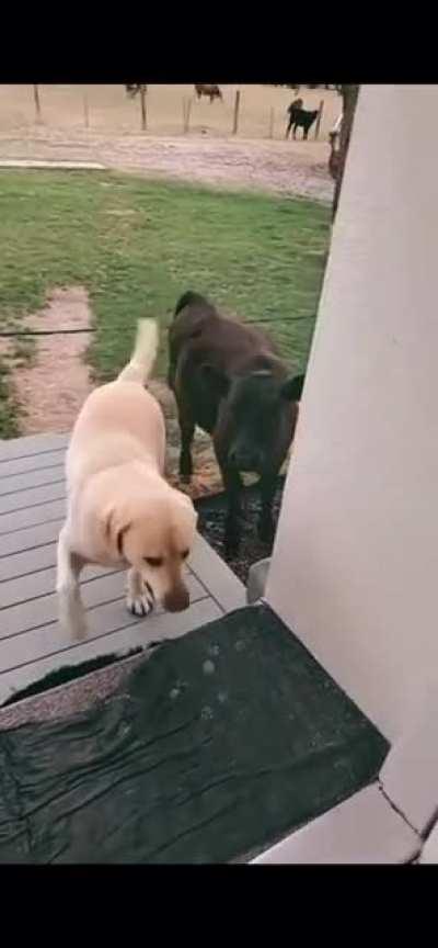 Dog Brings Cow Home Like It Was About To Come Inside