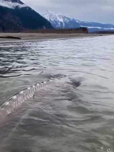 🔥 Giant Sturgeon found in BC, Canada