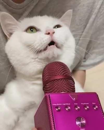 Reverb cat has spoken