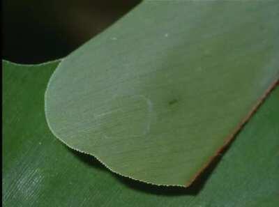 This caterpillar builds a tent with a little roof to eat in safety