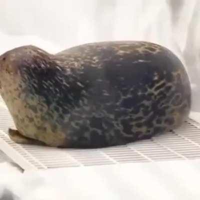 This perfect potato of a seal