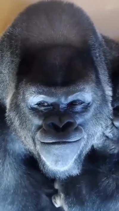 🔥Gorilla is thinking about something