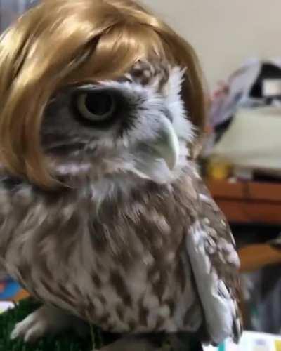 Owl Dwight suddenly appears…