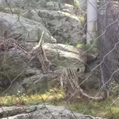 Mother Snow Leopard pretends to be scared by its child jumpscare to boost its confidence.