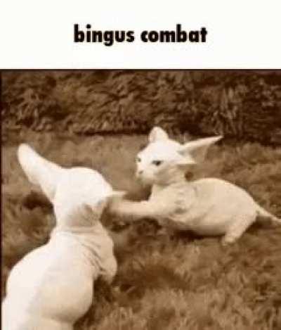 Bingus combat