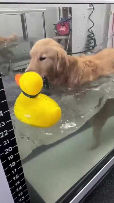 This is Henry, he brings his emotional support duck to his hydrotherapy session