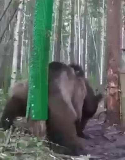 Man builds a scratch spot for a bear in the woods