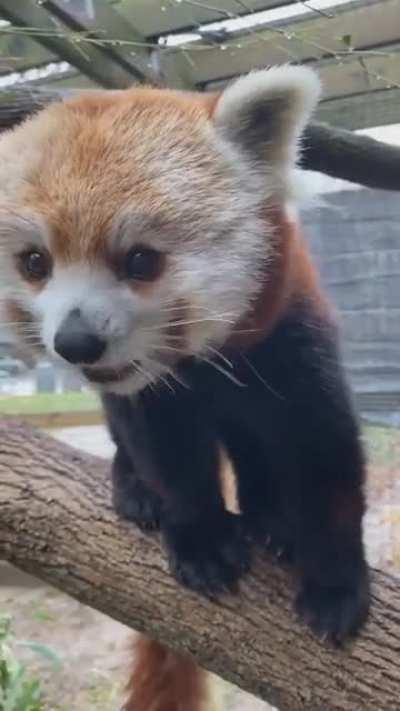 I likes the berries. You have more, yes?