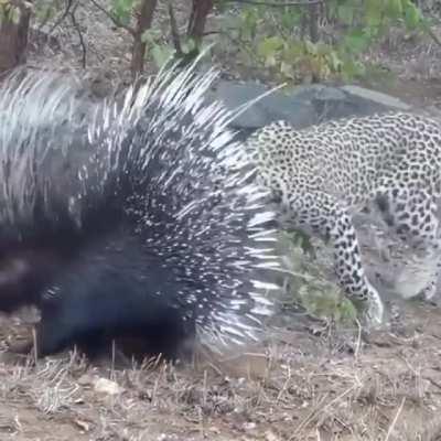 Porcupine's defense mechanism on full display against this leopard