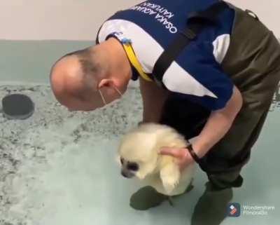 Cute baby seal is introduced to water for the first time