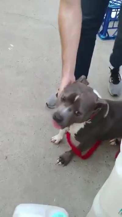 Doggo has adoption zoomies after more than 5 months in the shelter